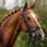 Presteq Stang & Trens Hoofdstel Shine