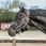 Bucas Show-Line Full Fur Halster