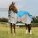 Weatherbeeta Rug Dual Shield ComFiTec