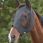 Weatherbeeta Flymask Deluxe Bug Eye Groen
