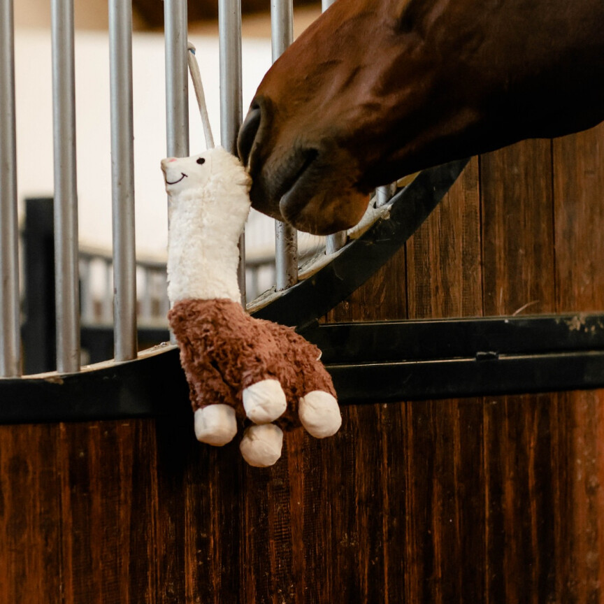 kentucky speeltje alpaca