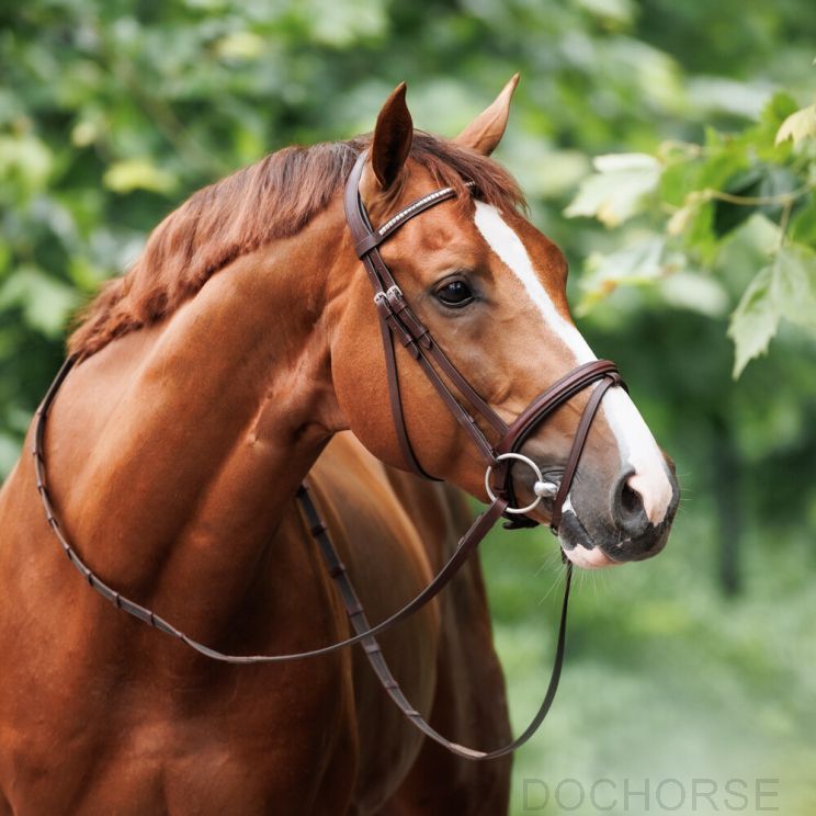 Nibago Hoofdstel Jumping