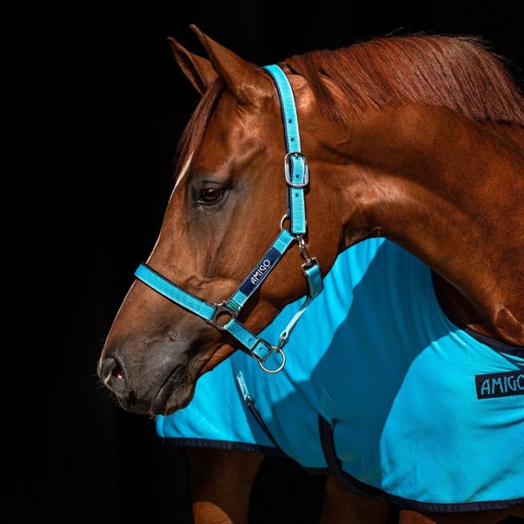 Amigo Halster