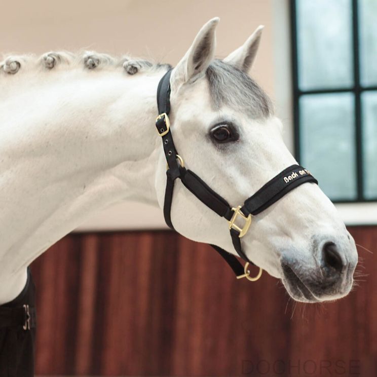 Back on track halster