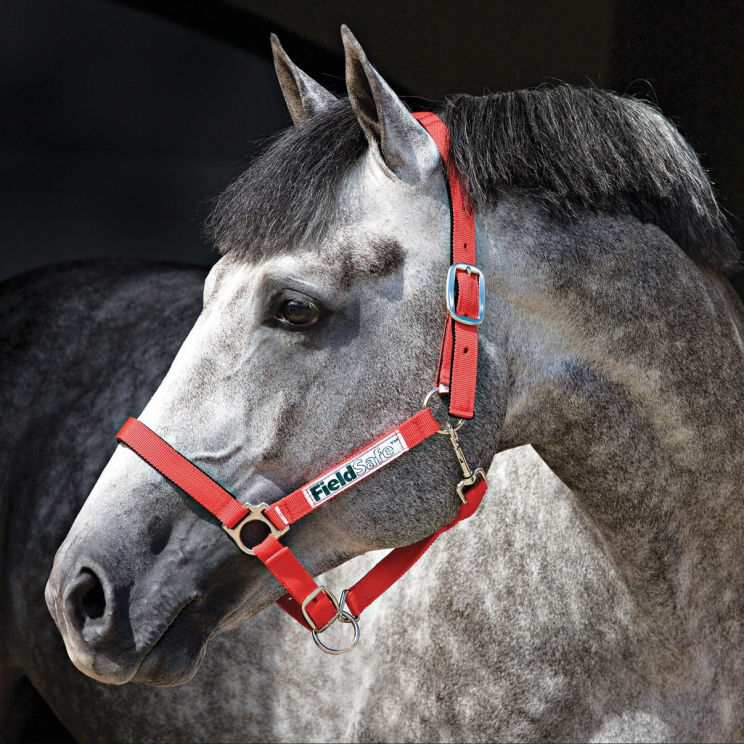 horseware halster
