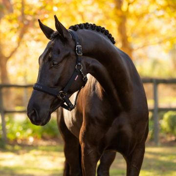 LeMieux Halster Essence Black