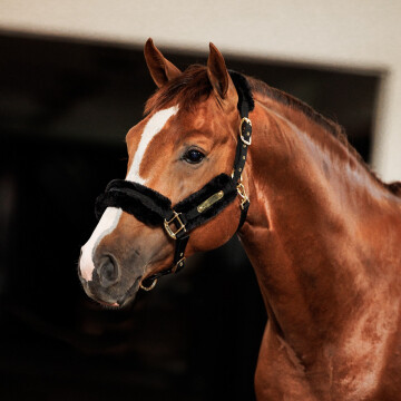 Kentucky Halster Bont Nylon - Maat Pony
