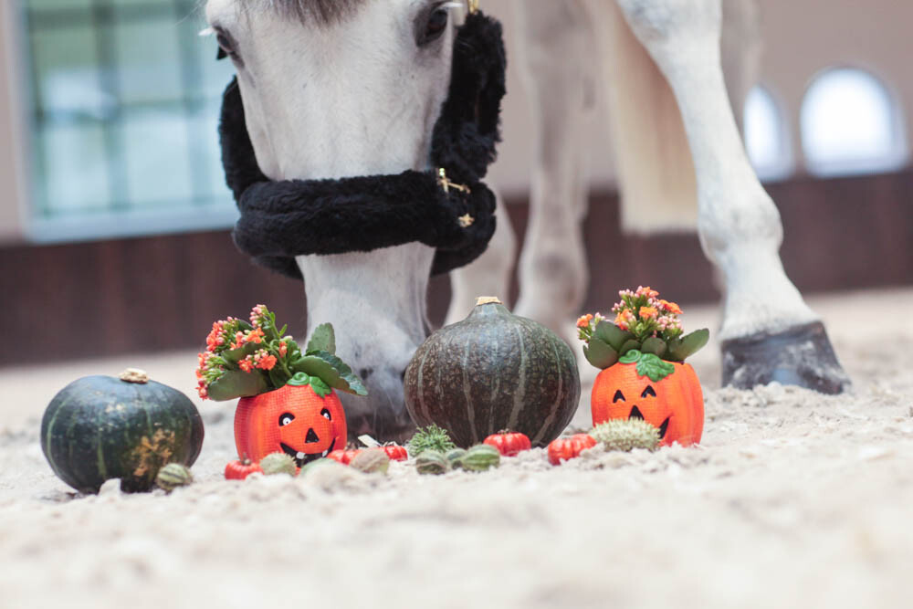 dochorse halloween